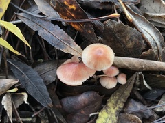 Mycena sanguinolenta