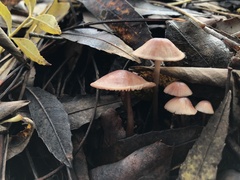 Mycena sanguinolenta