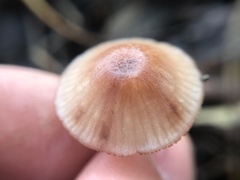 Mycena sanguinolenta