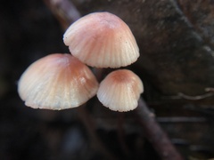 Mycena sanguinolenta