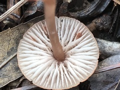 Mycena sanguinolenta