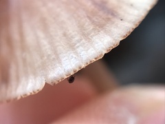 Mycena sanguinolenta