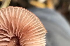 Mycena sanguinolenta