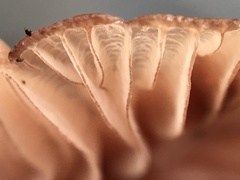 Mycena sanguinolenta