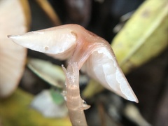 Mycena sanguinolenta