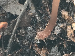 Mycena sanguinolenta