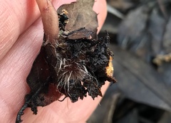 Mycena sanguinolenta