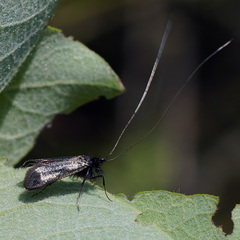 Adela reaumurella