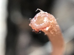 Mycena sanguinolenta