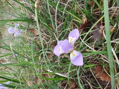 Iris unguicularis