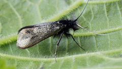 Adela reaumurella
