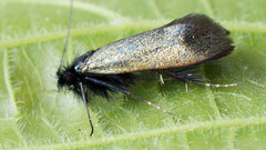 Adela reaumurella