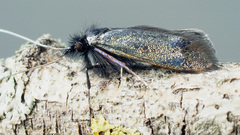 Adela reaumurella