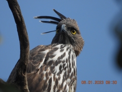 Nisaetus cirrhatus