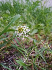 Calepina irregularis