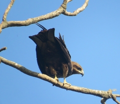 Milvus migrans