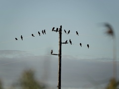 Nannopterum brasilianum