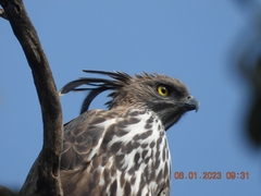 Nisaetus cirrhatus