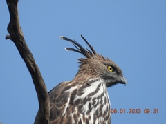 Nisaetus cirrhatus