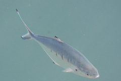 Trachinotus ovatus