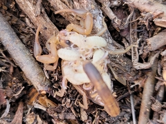 Uroplectes marlothi