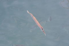 Aulostomus strigosus