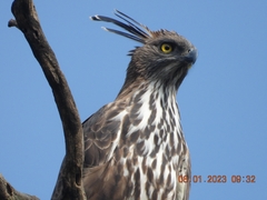 Nisaetus cirrhatus