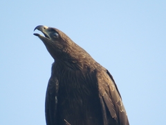 Milvus migrans