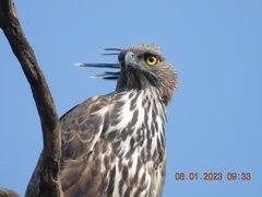 Nisaetus cirrhatus