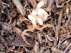 Uroplectes marlothi
