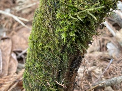 Ptychostomum pseudotriquetrum