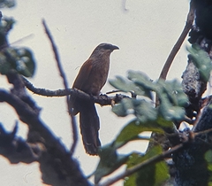 Centropus superciliosus