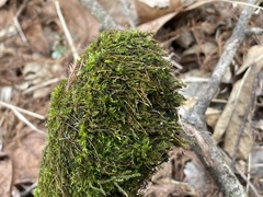 Ptychostomum pseudotriquetrum