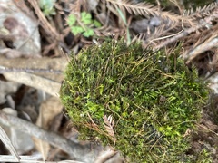Ptychostomum pseudotriquetrum