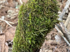 Ptychostomum pseudotriquetrum