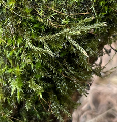 Ptychostomum pseudotriquetrum