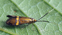 Nemophora degeerella