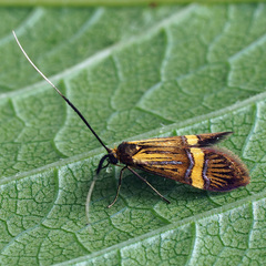 Nemophora degeerella