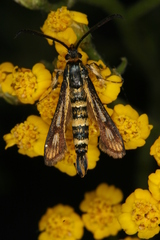 Chamaesphecia leucoparea
