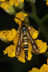 Chamaesphecia leucoparea