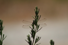 Synthemis eustalacta