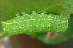Orthosia cerasi