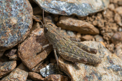 Eumigus
