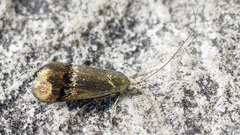 Nemophora dumerilella