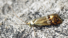 Nemophora dumerilella