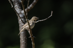 Anthus hodgsoni