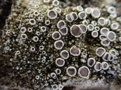 Lecanora chlarotera