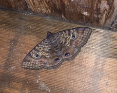 Speiredonia spectans