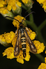 Chamaesphecia leucoparea