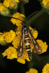 Chamaesphecia leucoparea
